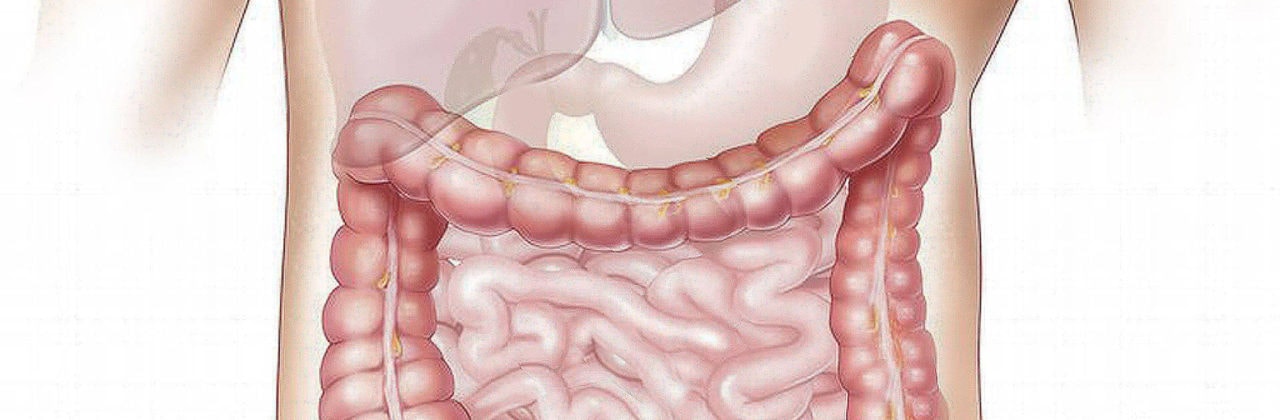 Vielfältige Darmflora gut für das Gewicht