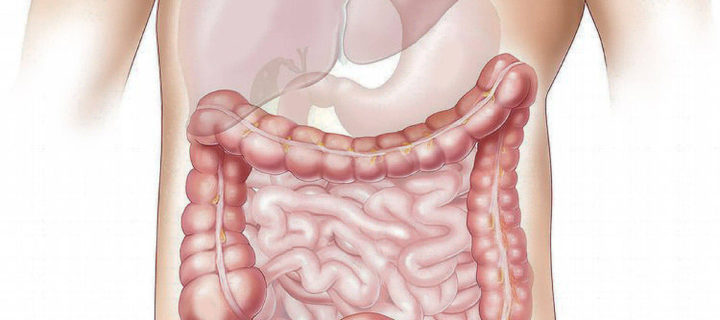 Vielfältige Darmflora gut für das Gewicht